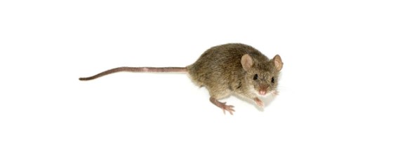 Complete Guide – How To Get Rid Of Mice In Your Home in 2022