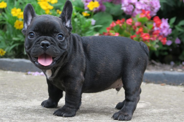 The Joy of Owning French Bulldog Puppies